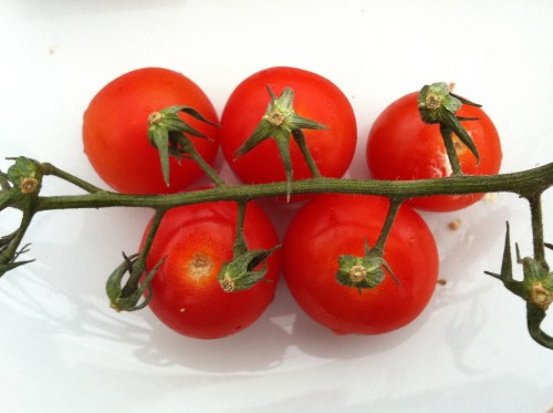 Olympic Logo a Day 038: tomatoes on the vine