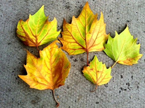 Olympic Logo a Day 114